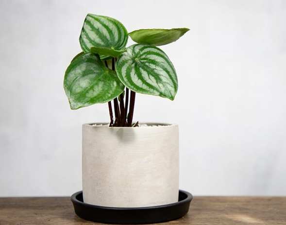 西瓜皮椒草葉插 西瓜皮椒草葉插