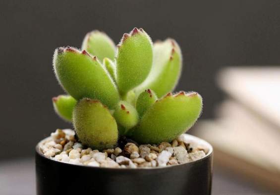 多肉植物熊童子