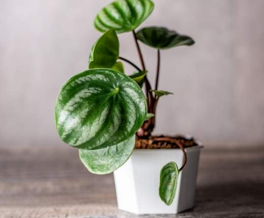 西瓜皮椒草水培 西瓜皮椒草水培