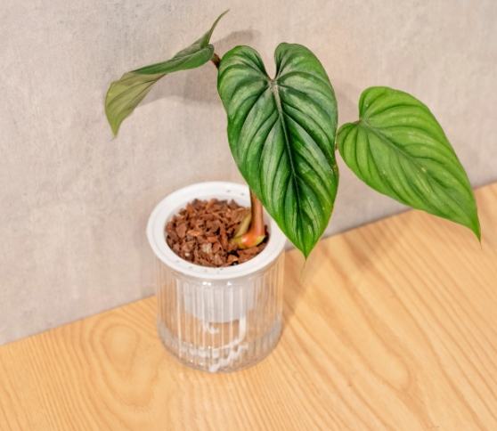 圓柄錦緞蔓綠絨照顧