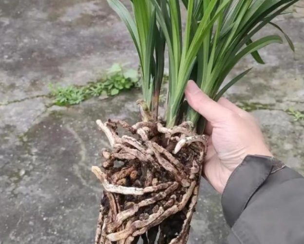 植物爛根處理