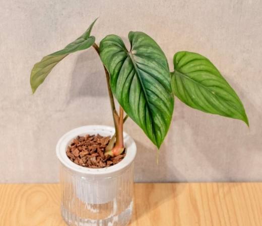 白雲蔓綠絨 照顧