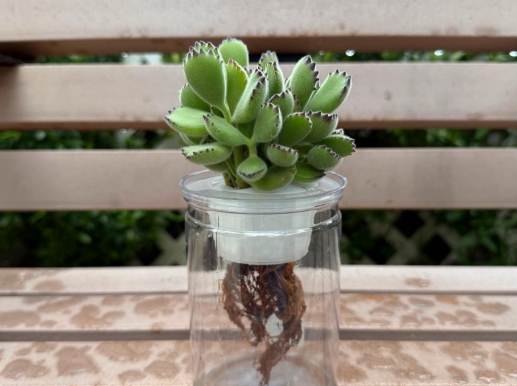 多肉植物熊童子