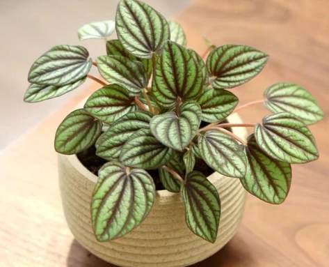 孔雀椒草開花條件