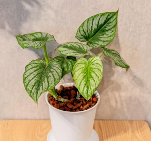 白雲蔓綠絨 繁殖