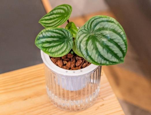 西瓜皮椒草水培 西瓜皮椒草水培