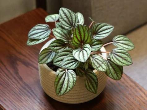 孔雀椒草象徵意義