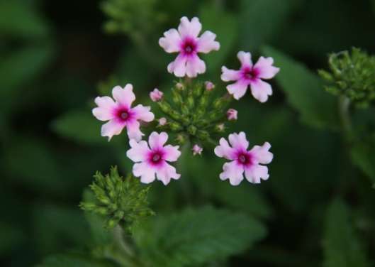 紫色星辰花種植