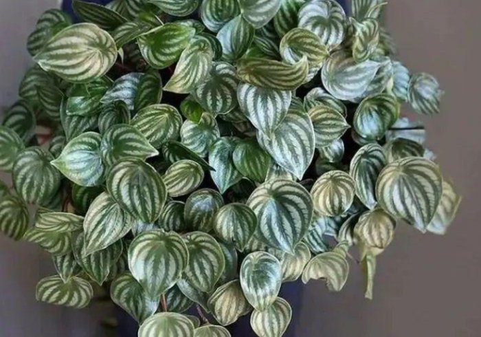 西瓜椒草常見問題