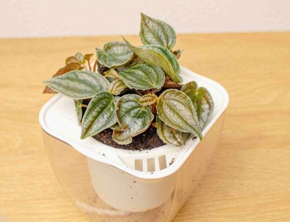 孔雀椒草象徵意義