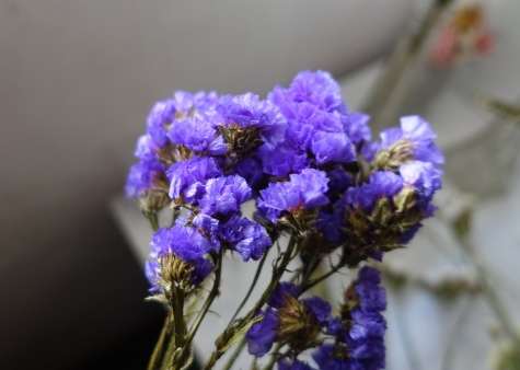 紫色星辰花養護