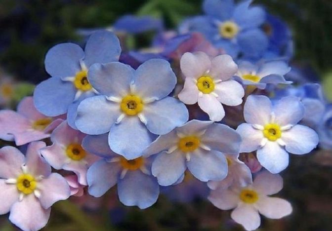 紫色星辰花象徵意義