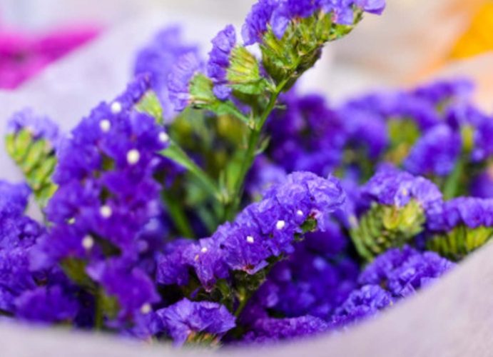 紫色星辰花象徵意義