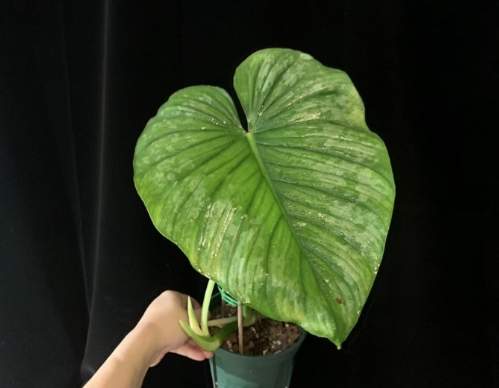 圓柄錦緞蔓綠絨繁殖