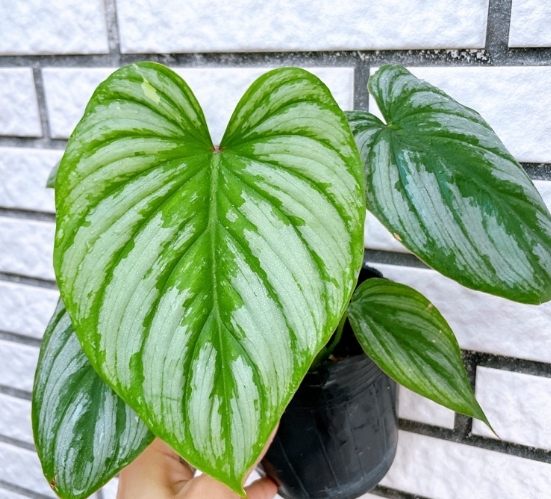 白雲蔓綠絨 照顧