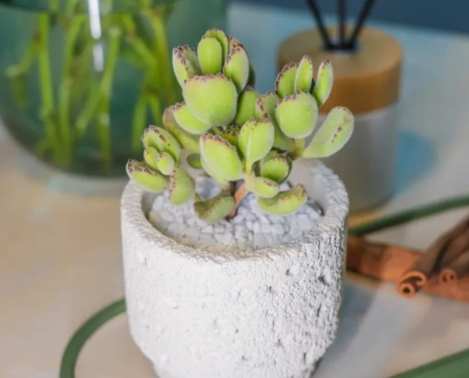 熊童子休眠照顧