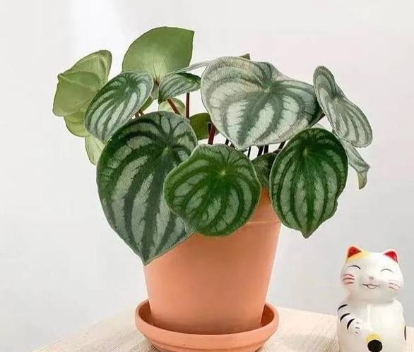 水培西瓜皮椒草方法