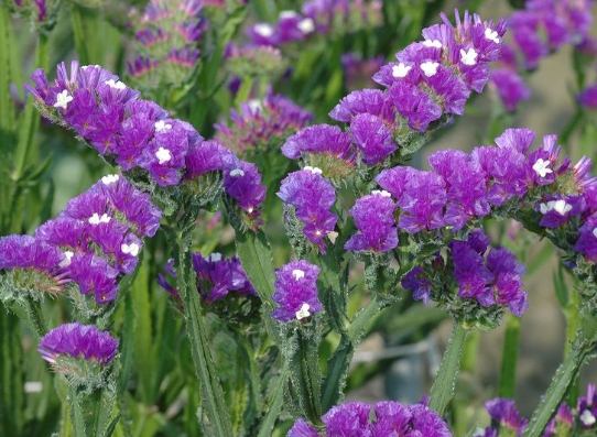 紫色星辰花種植