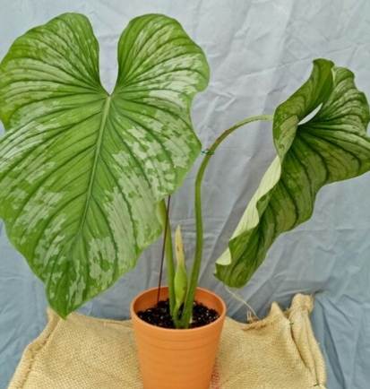 圓柄錦緞蔓綠絨價格