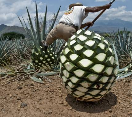 龍舌蘭照顧技巧