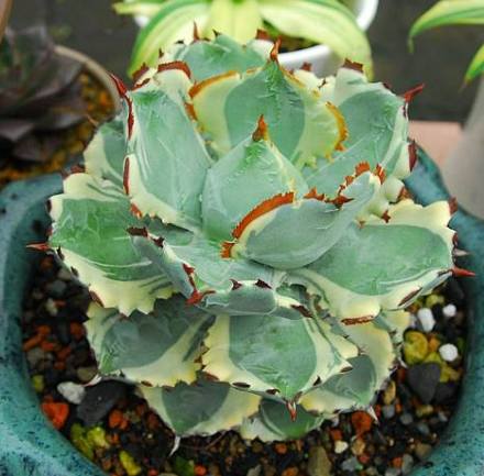 龍舌蘭種植方法