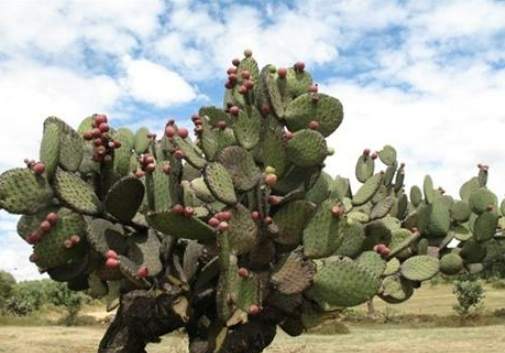 仙人掌徒長處理