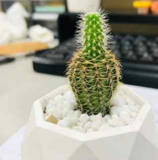 仙人掌徒長原因