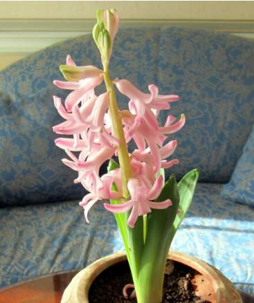 風信子 安全 種植