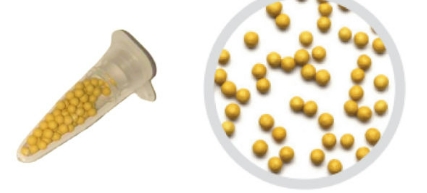 繁星花種子種植