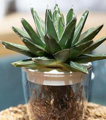 龍舌蘭照顧技巧