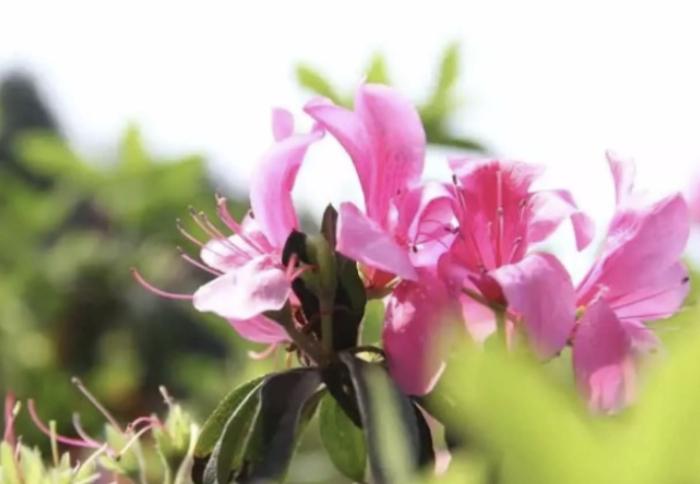 中山區賞花地點