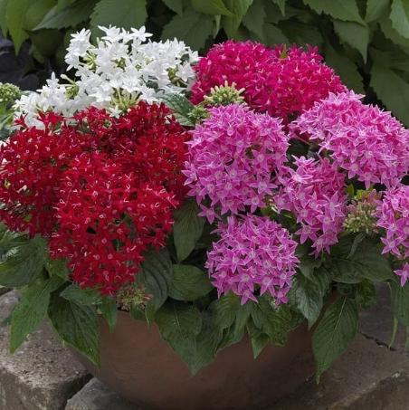 繁星花種子發芽