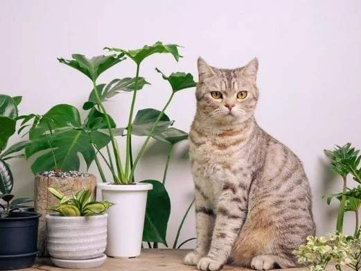 室內植物貓