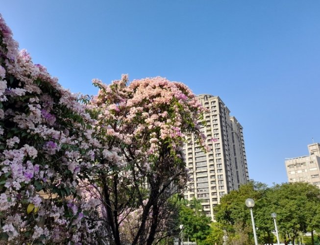 台北賞花景點