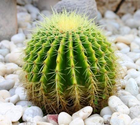 仙人掌徒長原因