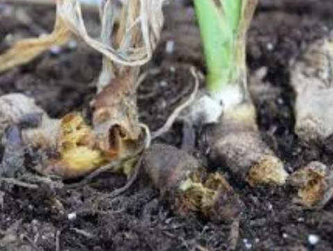 植物根部病害