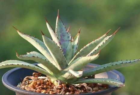 龍舌蘭品種介紹