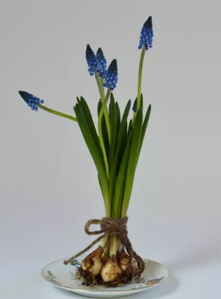 風信子 中毒 症狀