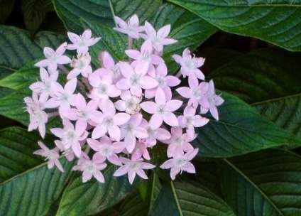 繁星花種子購買