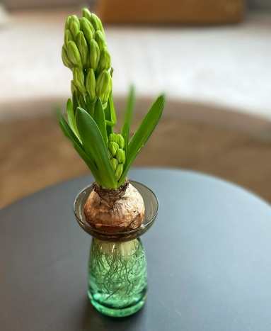 風信子 中毒 症狀