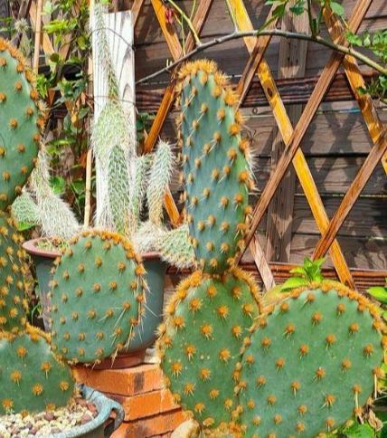 仙人掌徒長處理