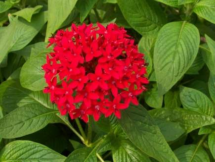 繁星花種子發芽