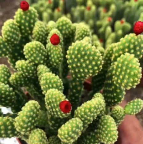 仙人掌養護技巧