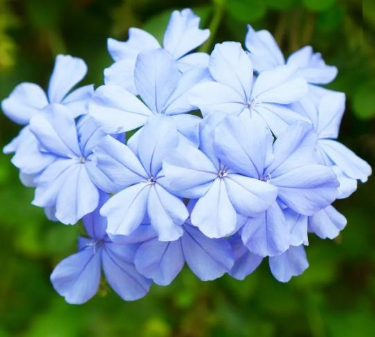 藍雪花養護技巧