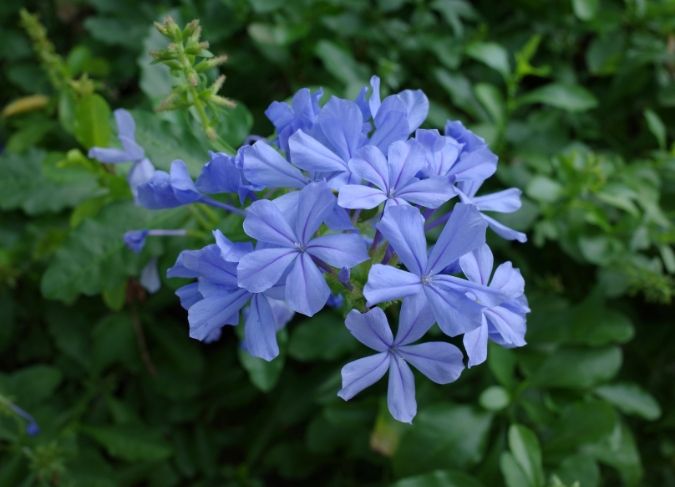 藍雪花枯萎治療