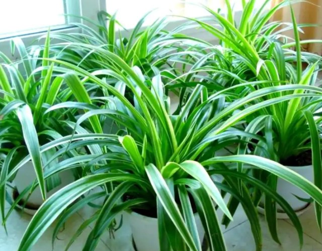 吊蘭施肥方法 吊蘭施肥方法