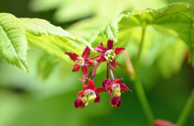 雞爪槭種植 雞爪槭種植