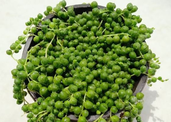 吊蘭種子種植方法