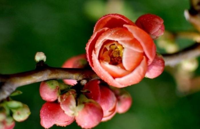 木瓜海棠 病蟲害