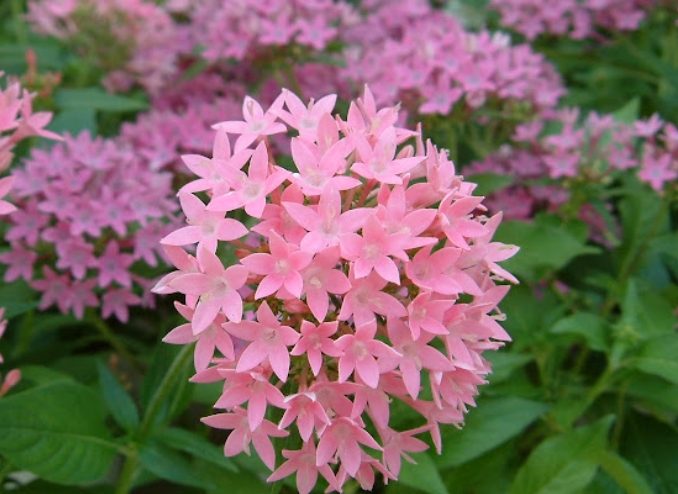 繁星花浇水方法